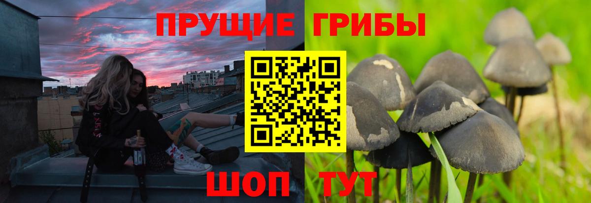 Галлюциногенные грибы Cubensis Рязань